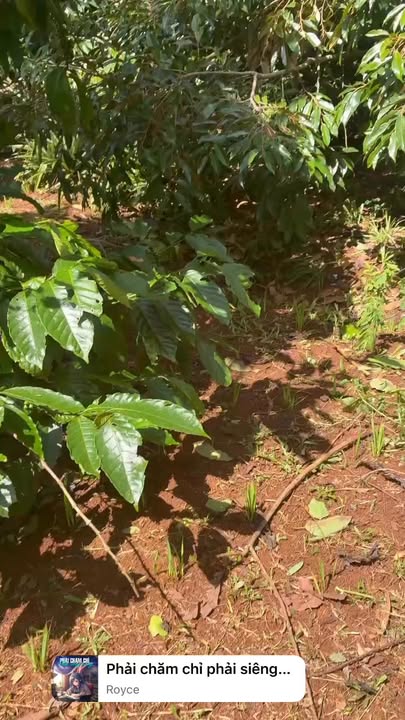 Đất thổ cư 300m² tại xã Krông Năng - Giá chỉ 900 triệu - Cơ hội đầu tư sinh lời!