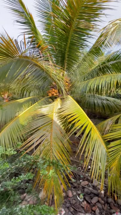 Đất trồng dừa 2400m² tại Ấp Cây Xanh, Thạnh Phú, Tiền Giang - Đầu tư sinh lời ngay!