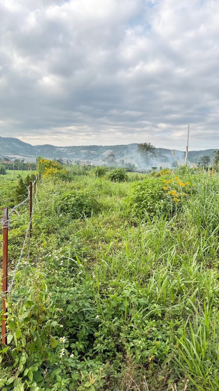 Đất nền Hiệp Thạnh, Đức Trọng 156m² giá chỉ 1.15 tỷ - Đầu tư sinh lời!