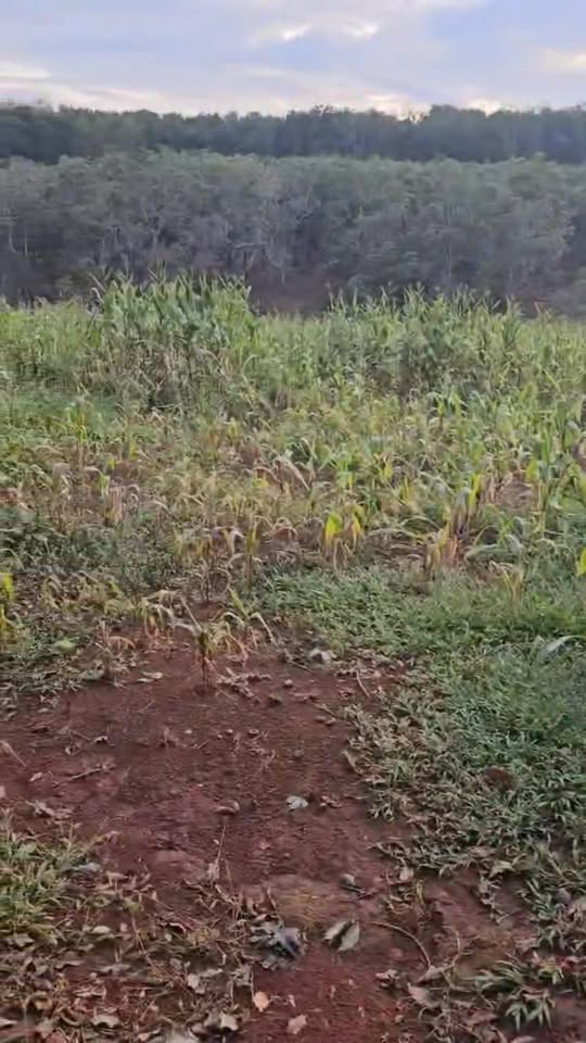 Đất nền 1ha tại Ia Nan, Đức Cơ, Gia Lai - Sổ đỏ chính chủ chỉ 700 triệu!