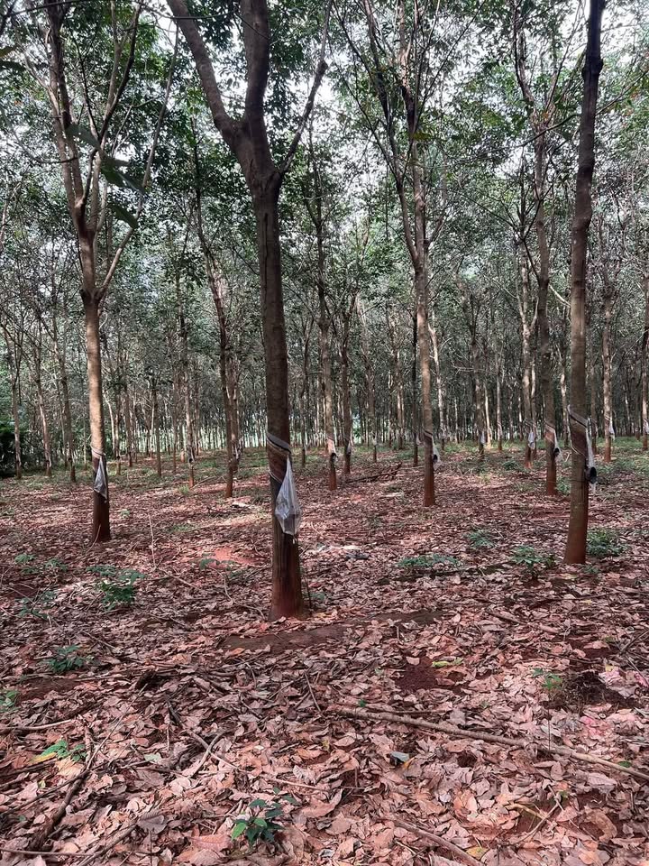 Đất Farm 2,15ha tại Đa Kia, Bù Gia Mập giá 3,7 tỷ - Cơ hội đầu tư hấp dẫn!