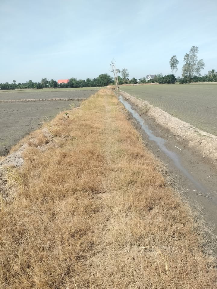 Đất nền Tân Công Sính, Tam Nông, Đồng Tháp 120.000m² giá 13.2 tỷ - Cơ hội đầu tư hiếm có!