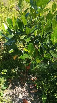 Đất vườn 3 công 8, 38300m² Tiền Giang - Giá chỉ 1.4 tỷ, sổ lâu năm