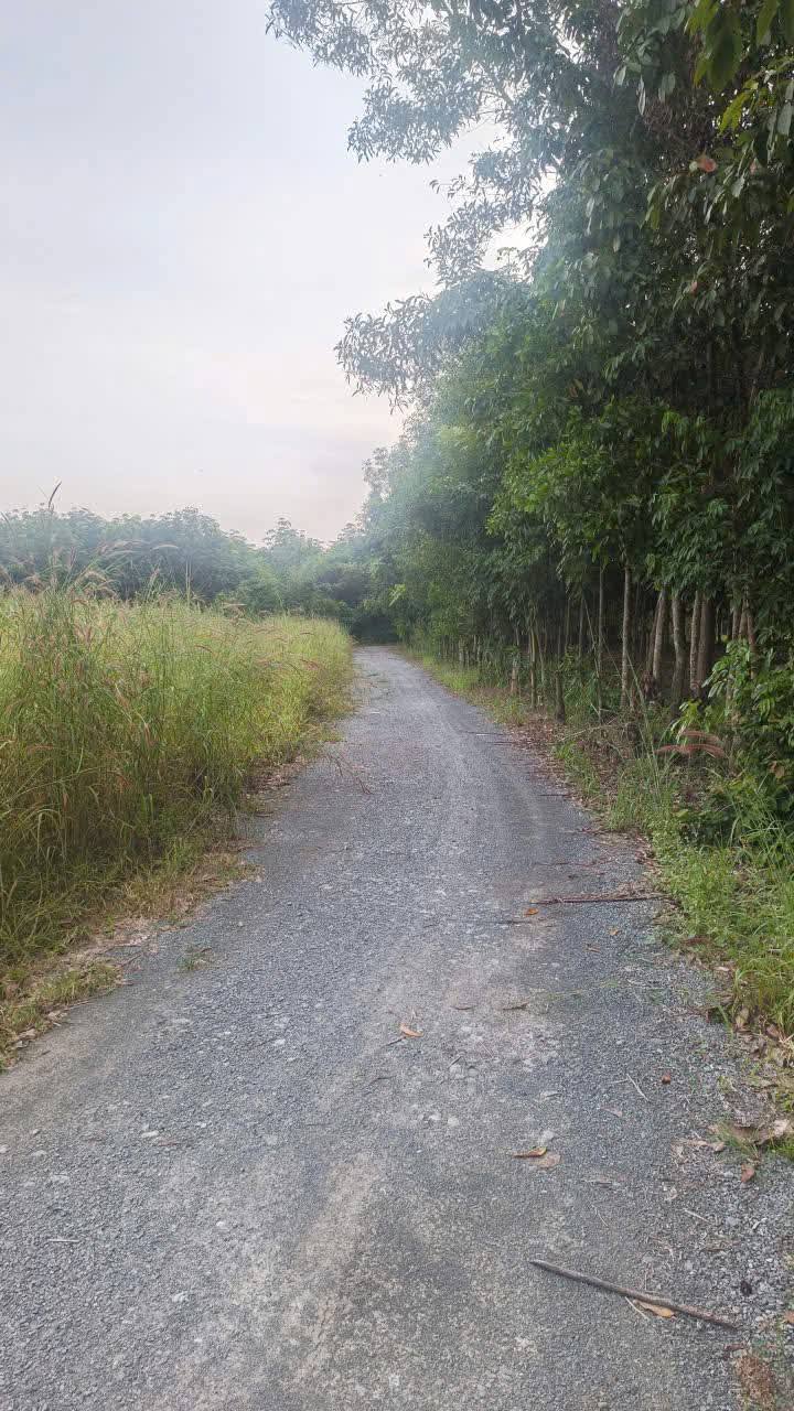 Đất nền Bến Cát 8300m² giá 13 tỷ - Đầu tư sinh lời lâu dài!