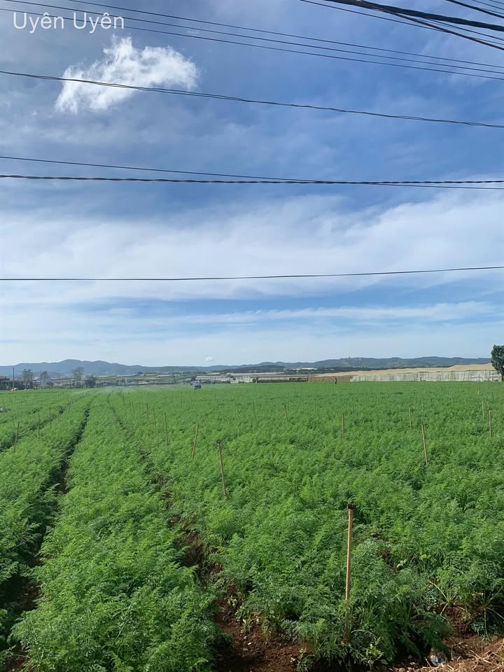 Đất nền Đạ Ròn 500m² giá 1.3 tỷ - Cơ hội đầu tư hấp dẫn!