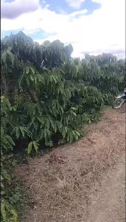 Đất Farm Phúc Thọ Lâm Hà 1ha giá 3.5 tỷ - Pháp lý rõ ràng, thương lượng ngay!