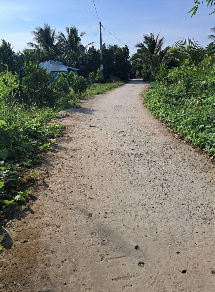 Đất vườn 10.000m² tại Thanh Bình, Đồng Tháp - Cơ hội đầu tư hấp dẫn!