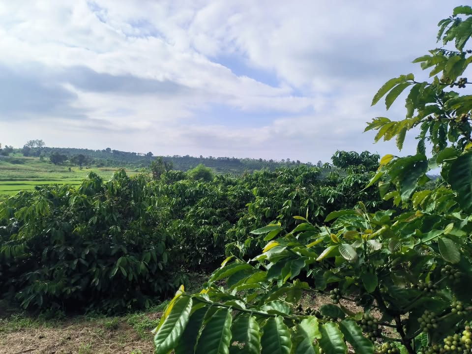 Lô rẫy kinh doanh cà phê Ea Siên, Buôn Hồ 1353.6m² giá 1.128 tỷ - View đẹp, tưới suối không bao giờ cạn!