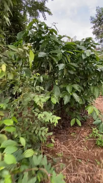 Đất rẫy 4 sào tại Buôn Hồ, Đắk Lắk - Giá chỉ 1.26 tỷ VND, mặt tiền đường rộng!