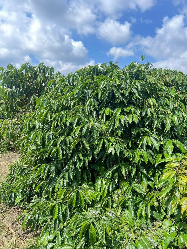 Đất nông nghiệp xã Ea Siên, Buôn Hồ 6000m² giá 1.02 tỷ - Đầu tư sinh lời cao!