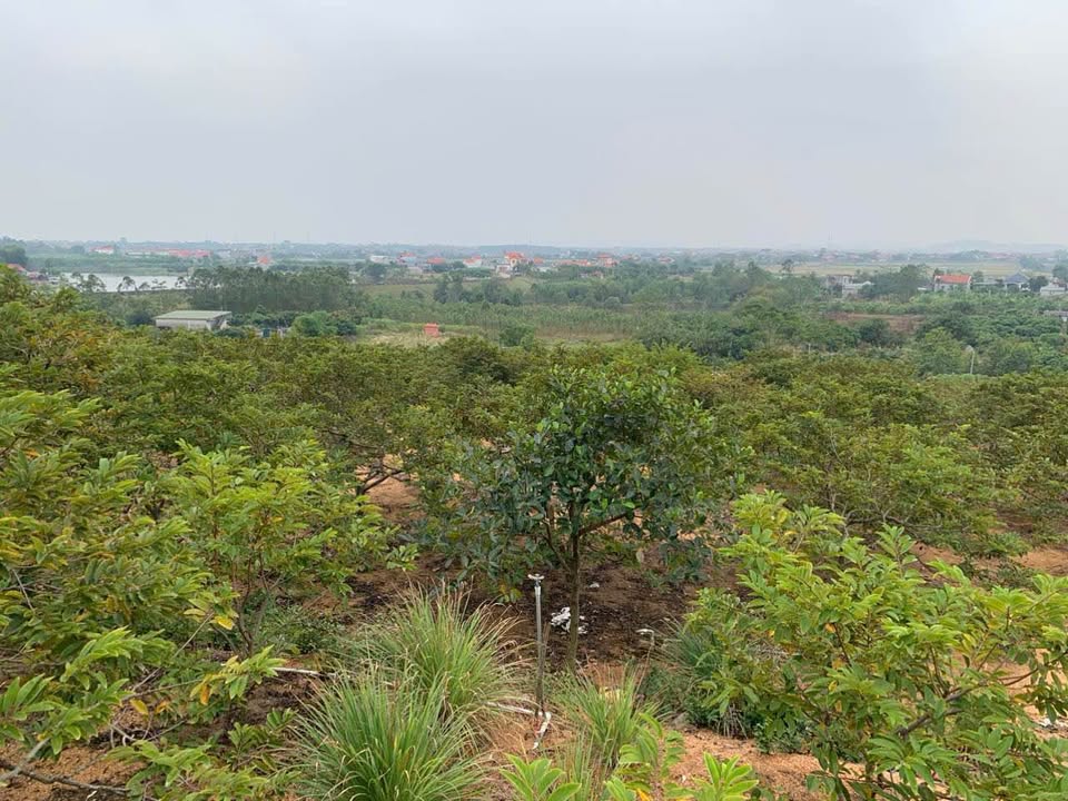 Đất giao khoán 6000m² tại An Sinh, Đông Triều - Giá chỉ 700 triệu VND