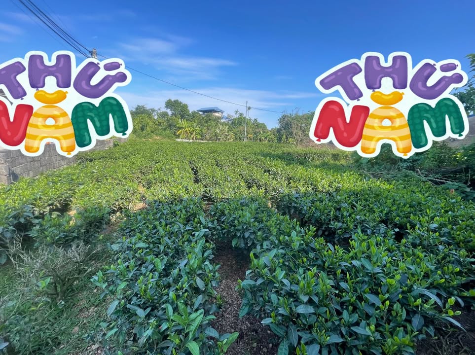Bán đất Farm 16.000m² xã Phúc Trìu - Không gian nghỉ dưỡng lý tưởng!