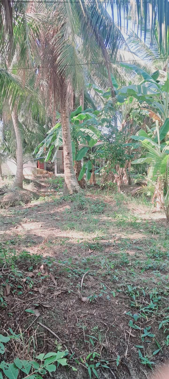 Đất nền 589m² tại Ấp Thạnh Lợi, Chợ Gạo - Giá chỉ 800 triệu, Nở hậu đẹp!