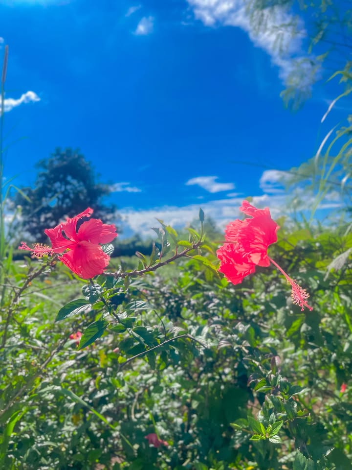 Đất nền Đinh Núp, Ea Kar 125m² giá 600 triệu - Sở hữu ngay!