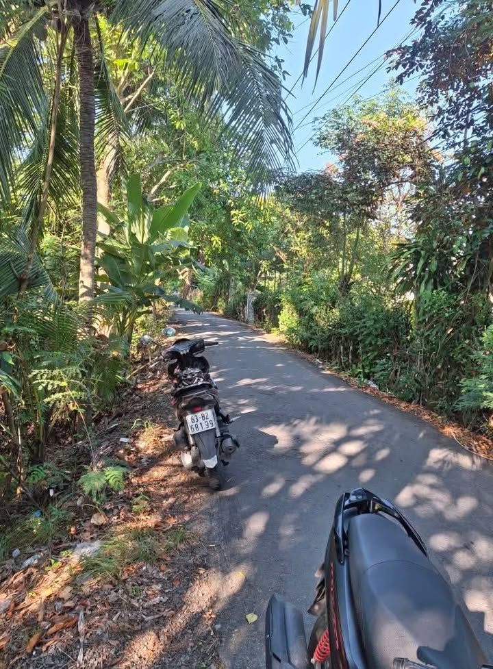 Đất vườn 1200m² đường Mỹ Trang, Cai Lậy - Giá chỉ 230 triệu, thương lượng!