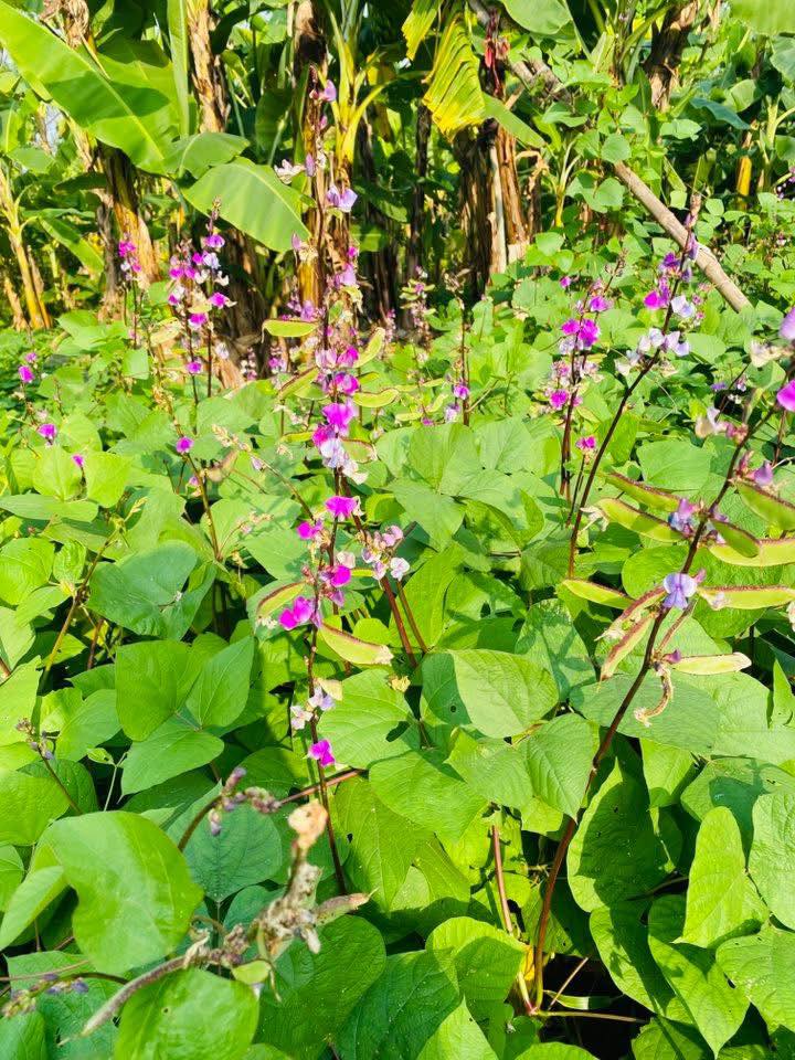 Đất nền Phù Tải 1, Kim Đính 95m² giá chỉ 100 triệu - Cơ hội đầu tư hấp dẫn!