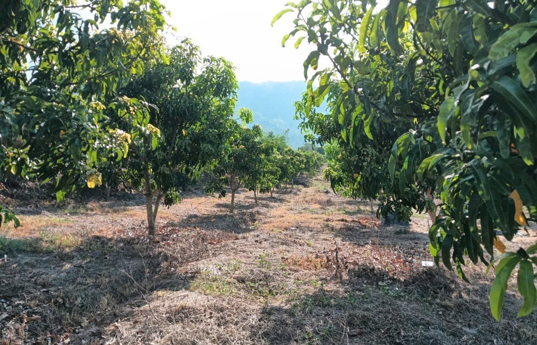 Đất nền Cam Tân 20,000m² giá chỉ 1 tỷ - Đầu tư sinh lời ngay!