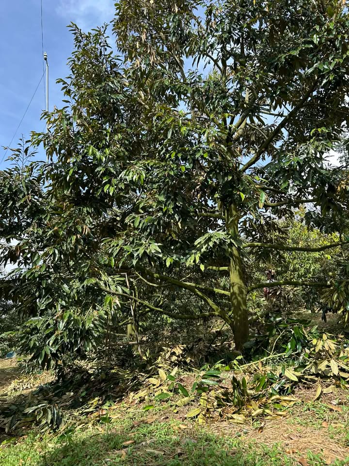 Đất nông nghiệp Ea Ngai 4600m² - Chính chủ bán gấp!