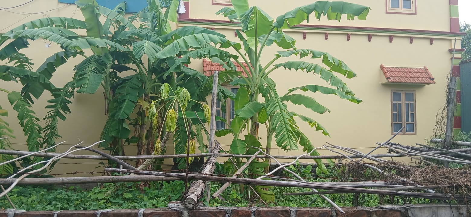 Đất nền Thư Phú, Thường Tín 51m² giá 2 tỷ - Sổ đỏ chính chủ, ô tô vào tận nơi!