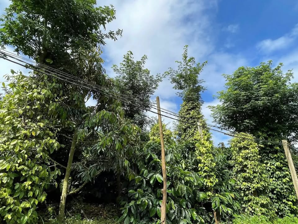 Lô rẫy 1ha tại Dliê Yang, Ea H'Leo, Đắk Lắk giá 4 tỷ - Đầu tư sinh lời hấp dẫn!