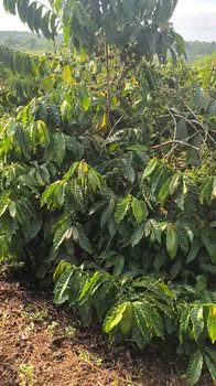 Lô rẫy cà phê kinh doanh Ea Siên, Buôn Hồ 13.536m² giá 1.128 tỷ - View đẹp, tưới suối không bao giờ cạn!