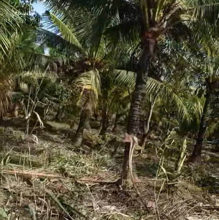 Đất vườn 2000m² xã Mỹ Hòa huyện Ba Tri Bến Tre - Giá 400 triệu, đầu tư sinh lời!