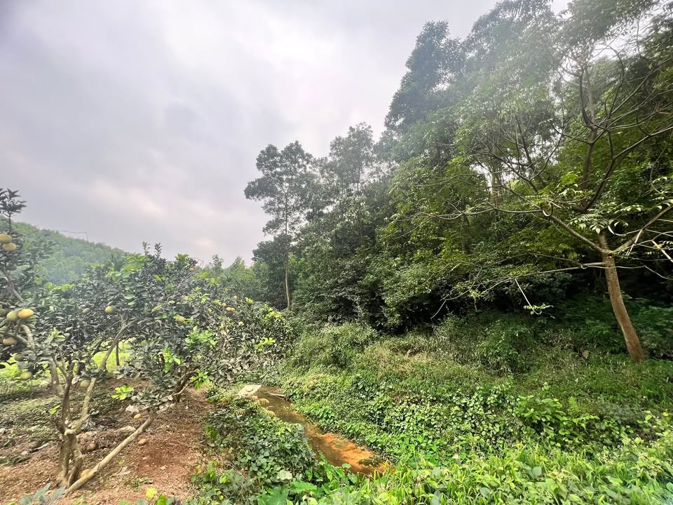 Đất Farm Giang Long, Phú Lương 37.000m² - Tiềm năng phát triển nghỉ dưỡng