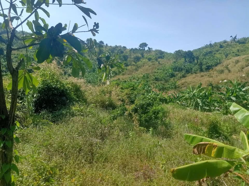 Lô đất 10HA tại Tân Nghĩa, Hàm Tân - Giá thỏa thuận, cơ hội đầu tư hấp dẫn!