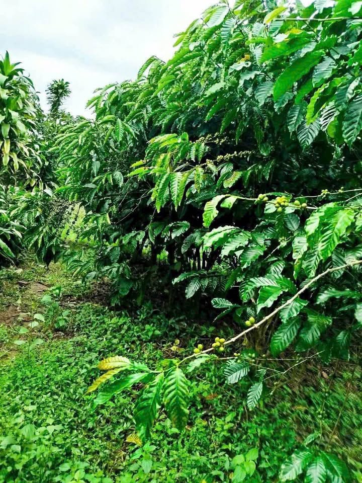 Đất nền Lộc Thành Bảo Lâm 3557m² giá 800 triệu - Cơ hội đầu tư hấp dẫn!