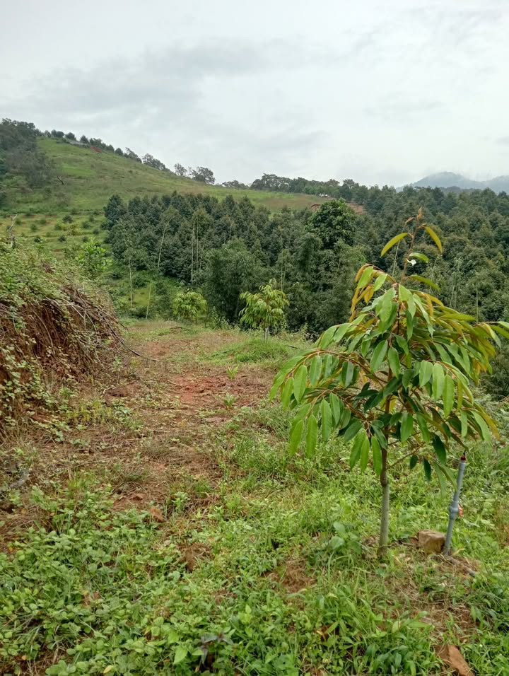 Đất nền Đạ Huoai 6100m² giá 1.2 tỷ - Cơ hội đầu tư hấp dẫn!