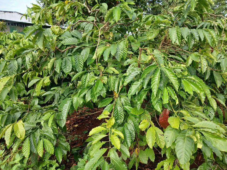 Đất nền Cư M'gar 2ha giá 3.2 tỷ - Pháp lý rõ ràng, tiện ích đầy đủ!