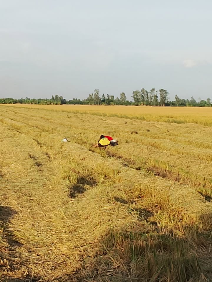 Đất thổ cư Kinh Đông Bình Tân Hiệp 900m² giá 2,8 tỷ - Sổ hồng chính chủ