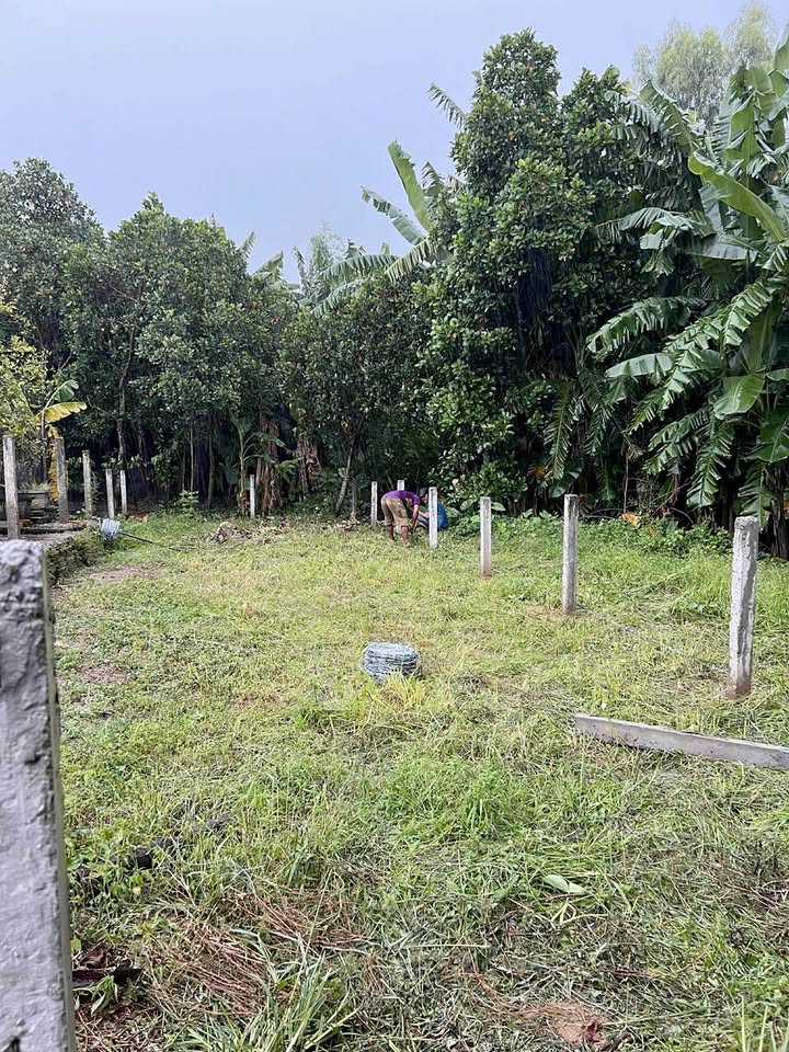 Đất nền Đại Nghĩa, Đại Lộc, Quảng Nam 100m² - Giá mềm hợp túi tiền!