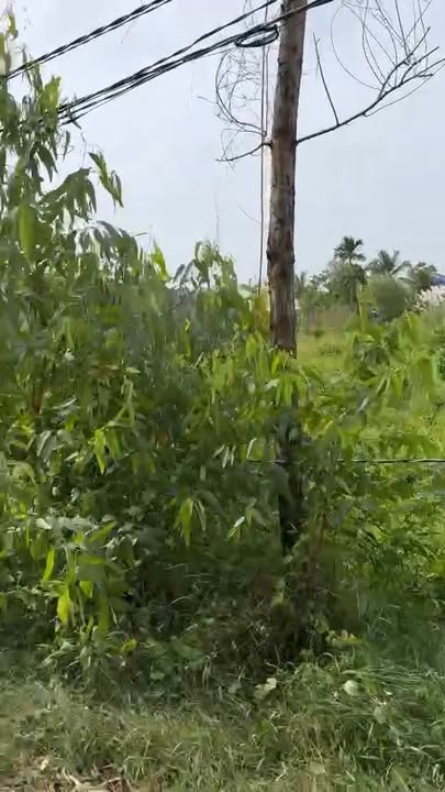 Đất nền ấp 7-10 Lương Hòa Bến Lức 510m² giá 1.299 tỷ - Đầu tư sinh lời cao!