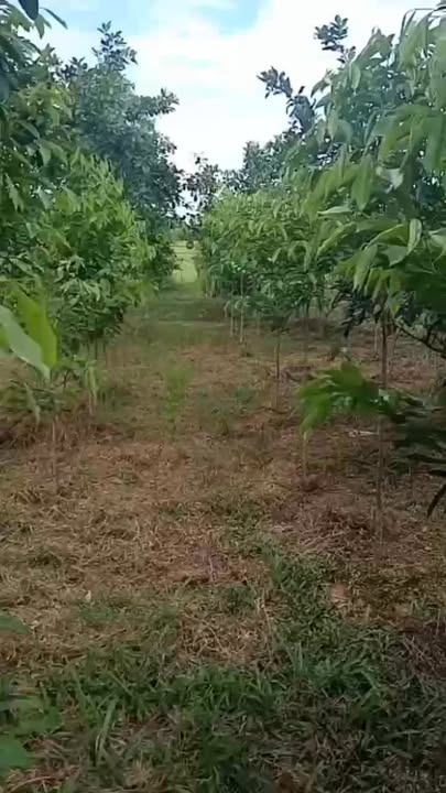 Farm 4 sào tại Hương Xuân, Hà Tĩnh giá 1.1 tỷ - Đầu tư trang trại sinh lời!