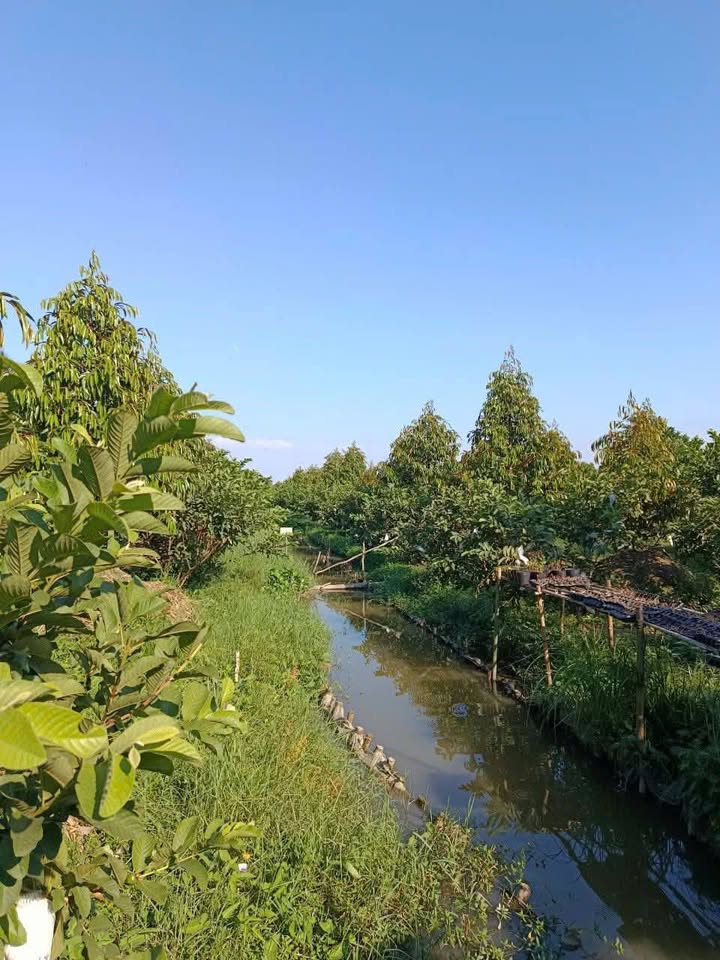 Đất nền 3.000m² tại ấp Mỹ Hội, Cai Lậy, Tiền Giang - Giá chỉ 2.5 tỷ, thương lượng nhẹ!