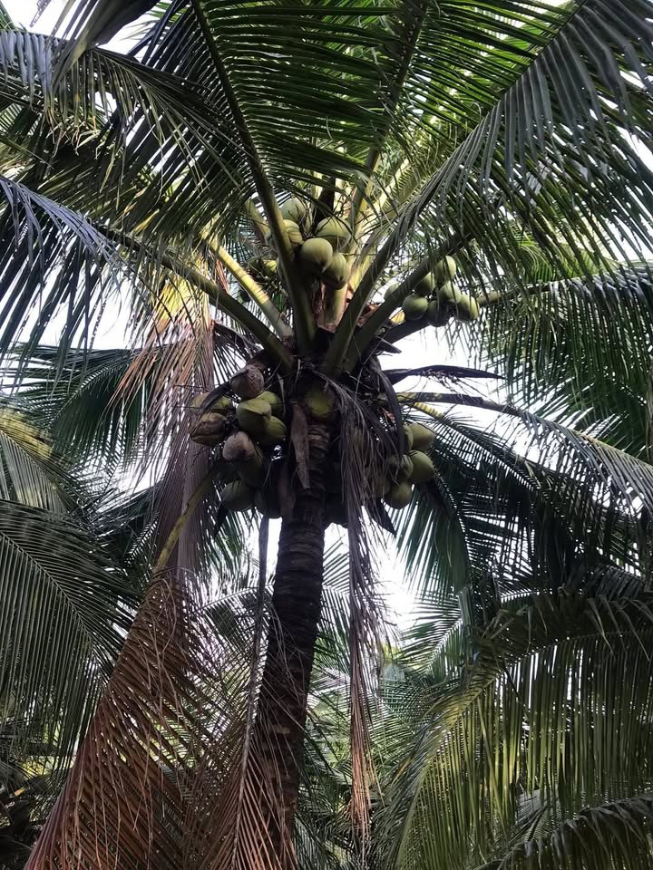 Đất vườn dừa tơ 5,6 công tại xã Phú Long, Bình Đại - Giá 1,624 tỷ, chính chủ bán gấp!