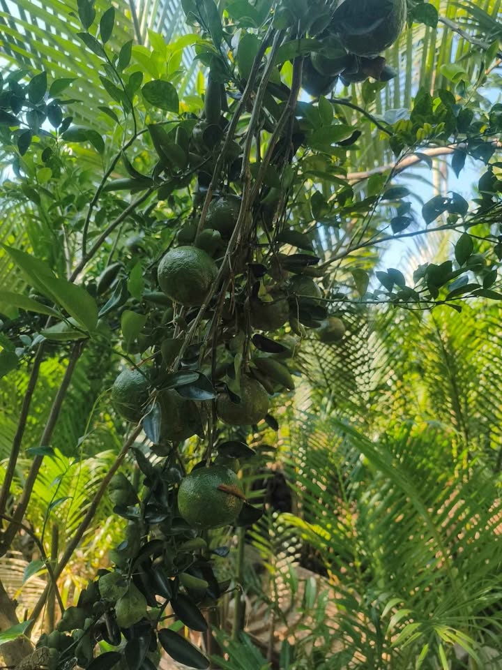 Đất vườn Long Mỹ Bến Tre 4.000m² giá 1.4 tỷ - Đang cho trái hấp dẫn!