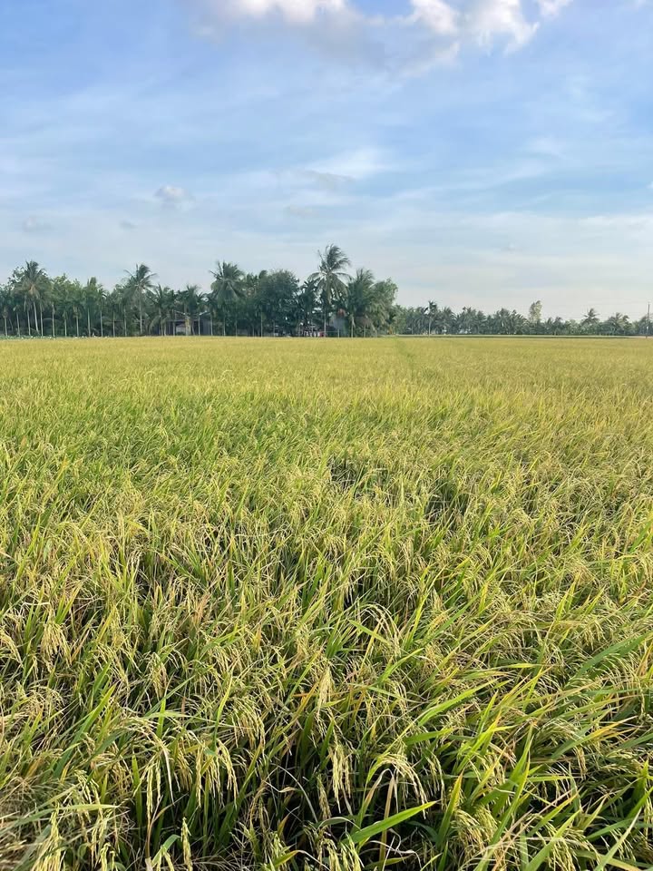 Đất nông nghiệp tại Tài Văn, Trần Đề, Sóc Trăng 12.888m² - Giá chỉ 220 triệu!