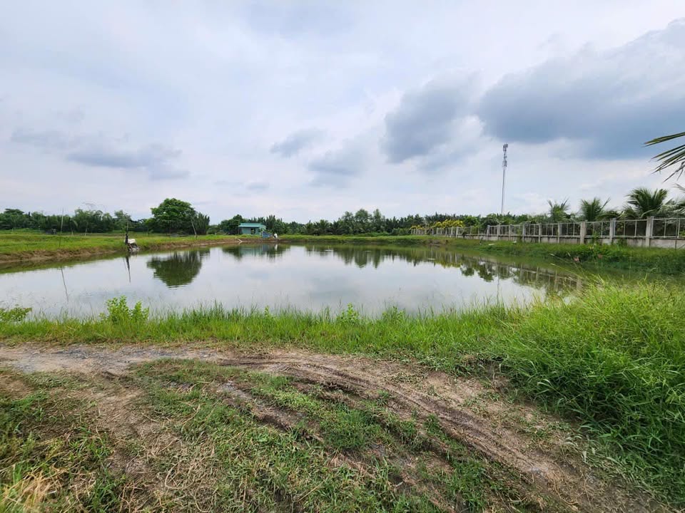 Đất lúa Phước Lại 1000m² giá 560 triệu - Tiềm năng đầu tư lớn!