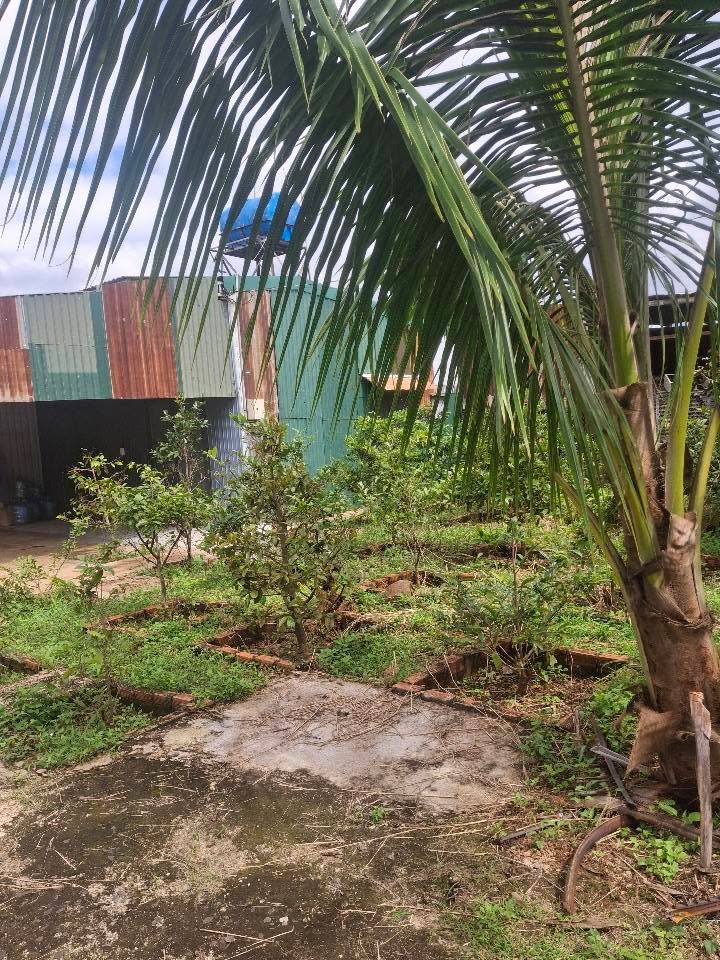 Đất nền Nguyễn Hữu Thấu, Tân Lợi 506m² giá 2.5 tỷ - Đầu tư sinh lời hấp dẫn!