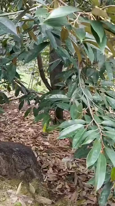 Farm Đa Kai, Đức Linh, Bình Thuận 25.000m² giá 2.8 tỷ - Đầu tư vườn sầu riêng sinh lời!