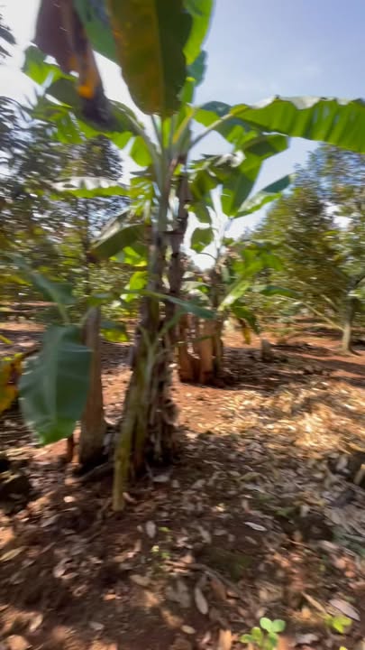 Đất nền 2 sào Tân Phú, Đồng Nai - Gần đường nhựa chỉ 80m, giá 1.4 tỷ!