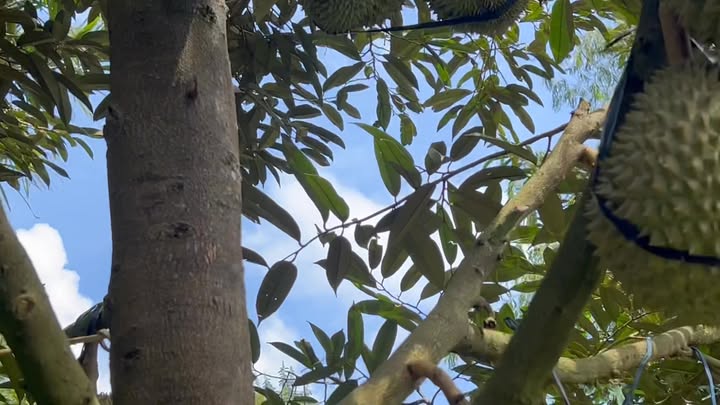 Farm sầu riêng 2.8ha tại Ea H'Leo - Pháp lý đầy đủ, giá thỏa thuận!