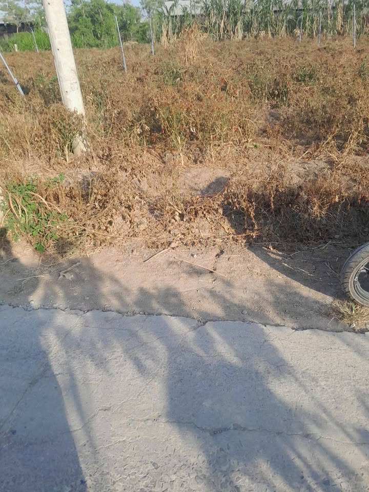 Đất thổ cư 168m² tại ấp Ruông Cạn, Gò Công Đông - Giá 350 triệu, hướng Tây Bắc!