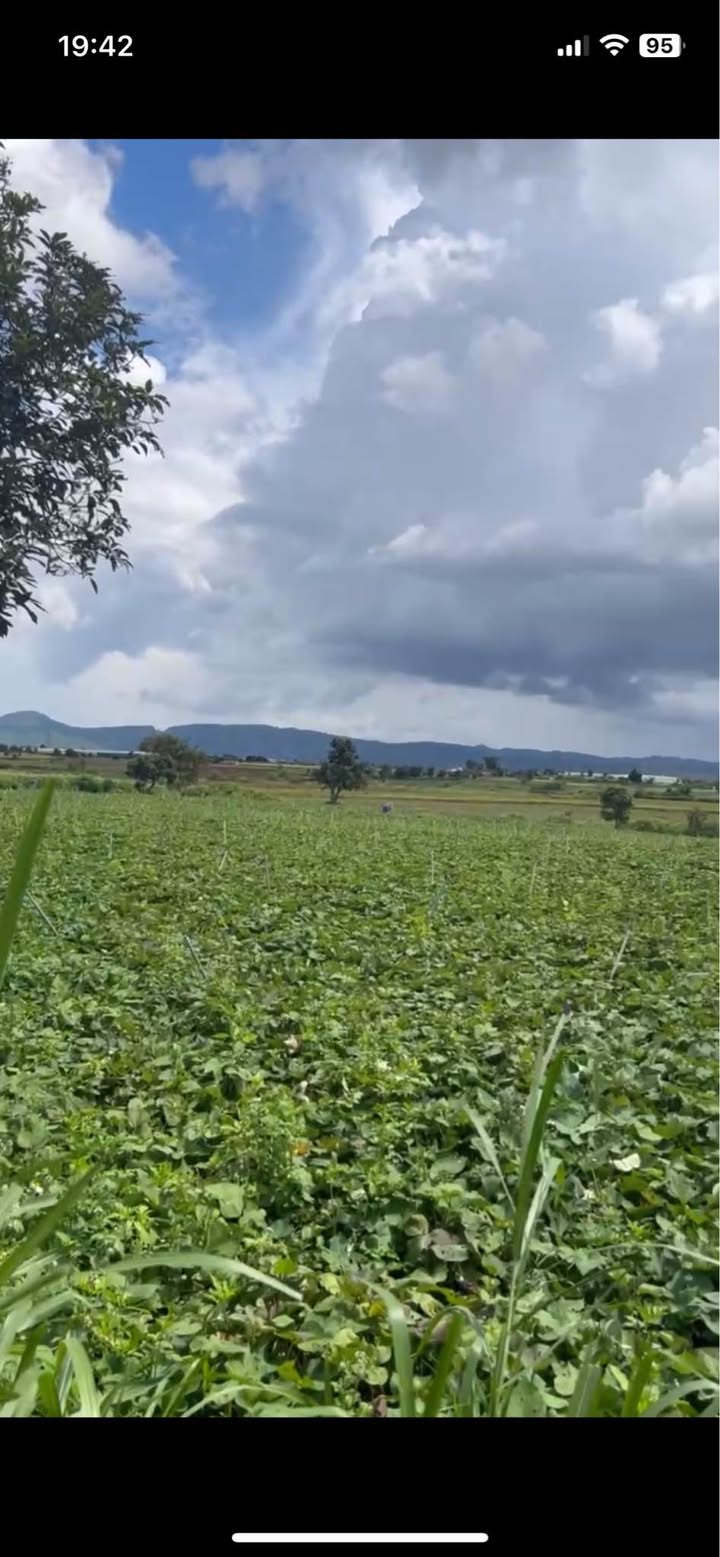 Đất nền Phú Hội 1300m² giá 780 triệu - Cơ hội đầu tư tuyệt vời!