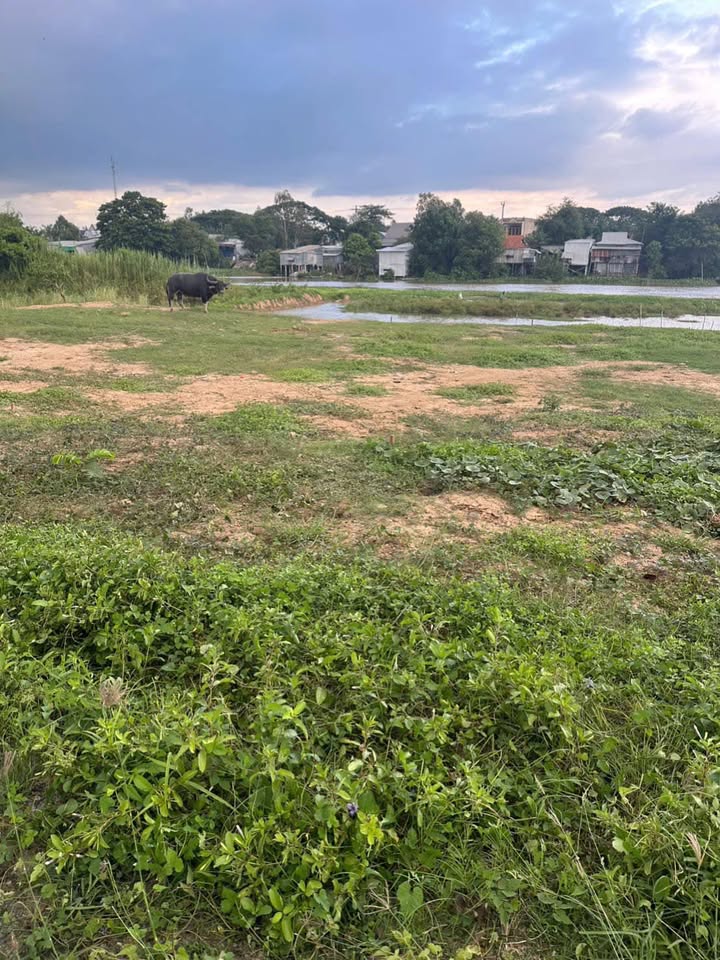 Bán đất xã Tân Hội, Hồng Ngự 355m² giá 1.4 tỷ - Đầu tư sinh lời ngay!