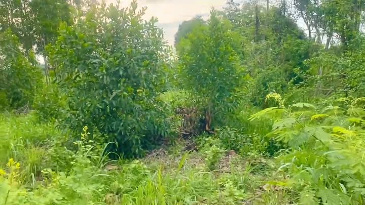 Đất nền Bàu Hàm, Trảng Bom 1232m² giá 1.049 tỷ - Cơ hội đầu tư vàng!