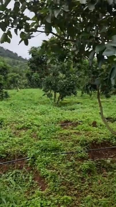 Lô đất rẫy 8000m² tại Kon Thụp, Gia Lai - Chính chủ cần bán gấp!