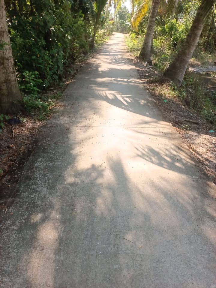 Farm 5 công tại Phong Thạnh, Cầu Kè, Trà Vinh - Đã trồng dừa, chỉ cần chăm sóc!